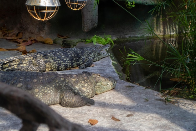 Two alligators are laying on a rock in a pond