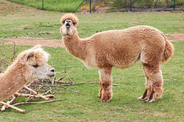 牧草地の緑の芝生の上の2つのアルパカ、ラマ、ラマ。動物の飼育。