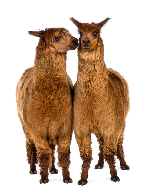 Two Alpacas, one is smiling and the other is looking at him