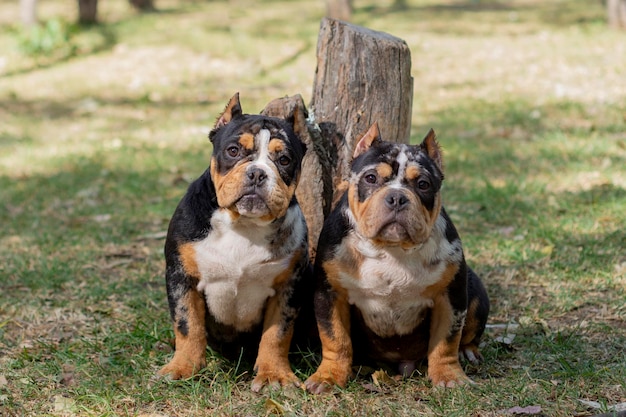 Foto due cuccioli bulli americani in un parco seduti a guardare la telecamera