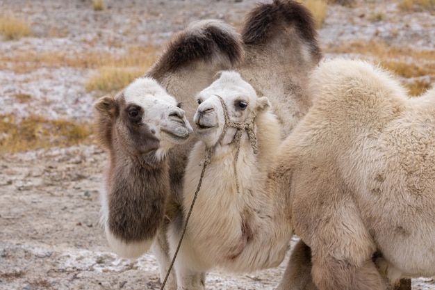 Two amorous camels graze in the foothill steppe on an autumn day. Altai, Russia .