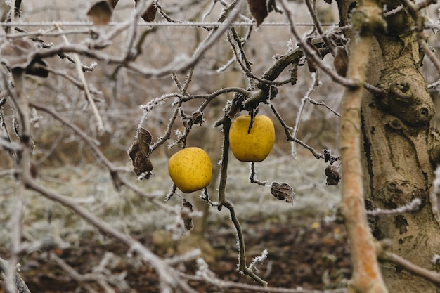 Two apples in a fruit tree covered by ice during the winter