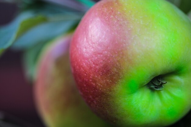 Two apples on a tree branch Delicious apple closeup