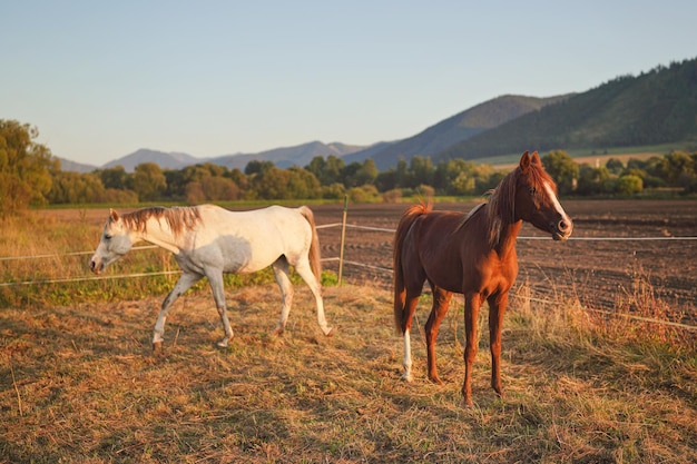Две арабские лошади - белая и коричневая - ходят по траве, освещенной дневным солнцем, размытым полем и горным фоном