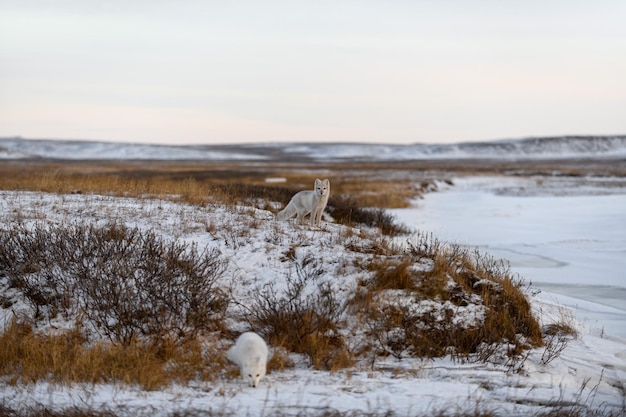 Два песца Vulpes Lagopus в дикой тундре Песец на пляже