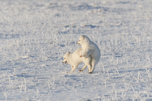 Two arctic foxes (Vulpes Lagopus) in wilde tundra. Arctic fox playing.