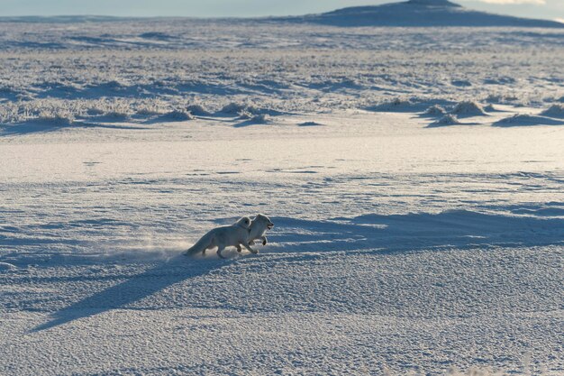 Two arctic foxes Vulpes Lagopus in wilde tundra Arctic fox playing