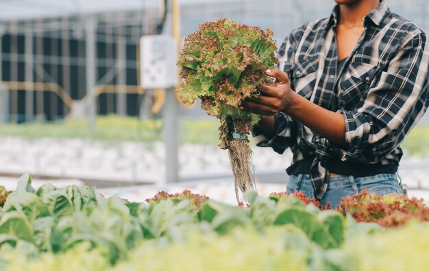 Photo two asian farmers inspecting the quality of organic vegetables grown using hydroponics