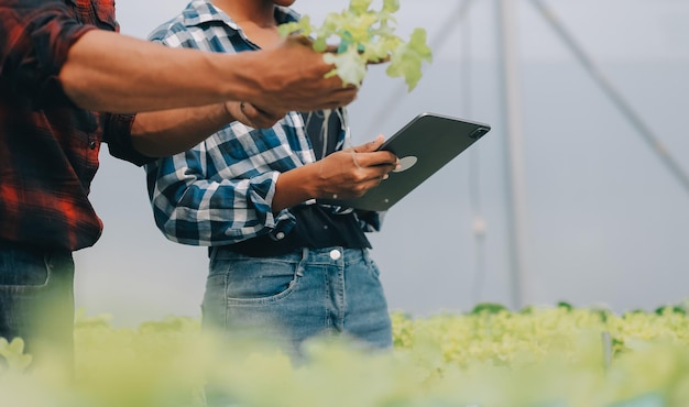 Two Asian farmers inspecting the quality of organic vegetables grown using hydroponics