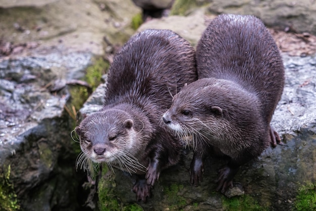 2 つのアジアの小さな爪カワウソ Aonyx cinereus