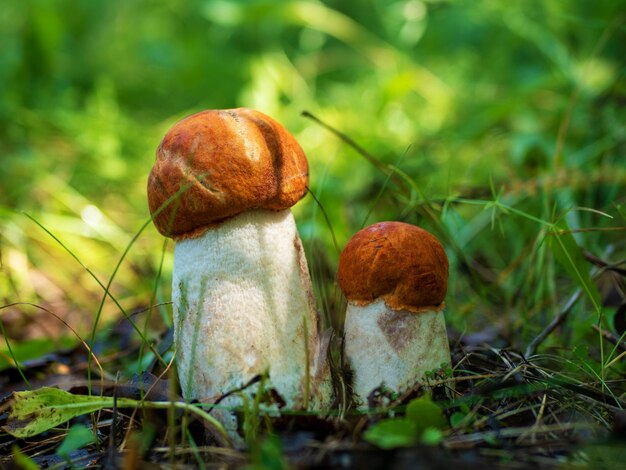 Two aspen mushrooms Leccinum albostipitatum Orangecap boletus Forest edible mushroom