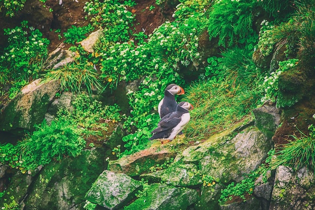 Two atlantic puffins