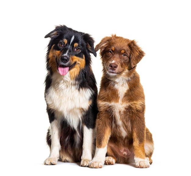 two australian shepherd dogs sitting together isolated on white