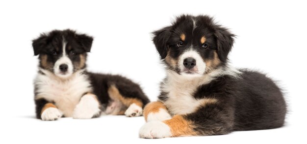 Two Australian Shepherd puppies, lying, focus on foreground against white background