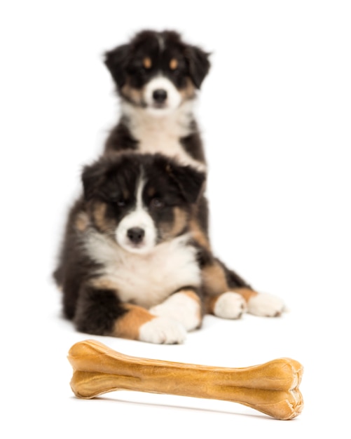 Two Australian Shepherd puppies, lying and looking at knuckle bone against white background