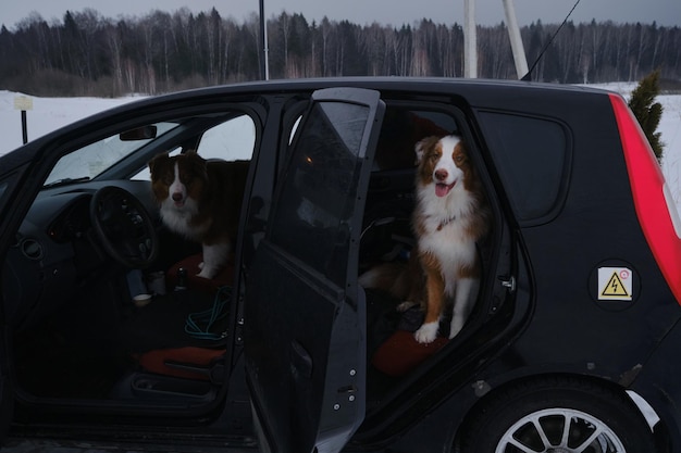 Two Australian Shepherds sitting on car seat with door open and waiting for ride