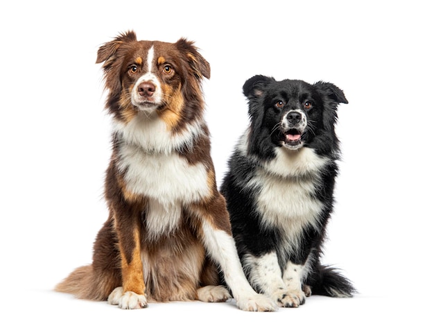 Two Australian Shepherds sitting together isolated on white