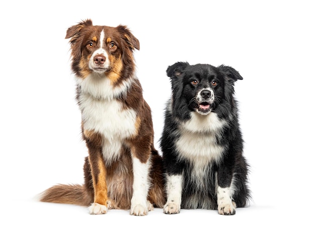 Two Australian Shepherds sitting together isolated on white