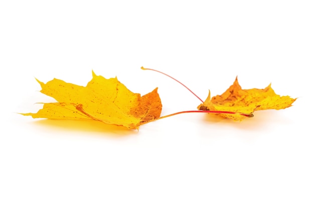 Two autumn maple leaves isolated on white background