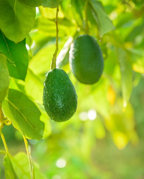 Two avocado fruits hanging on a tree, selective focus