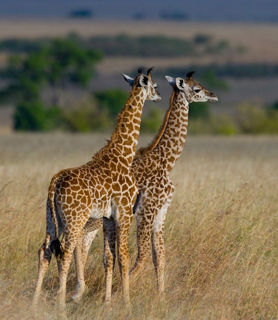 Two baby giraffe in savanna.