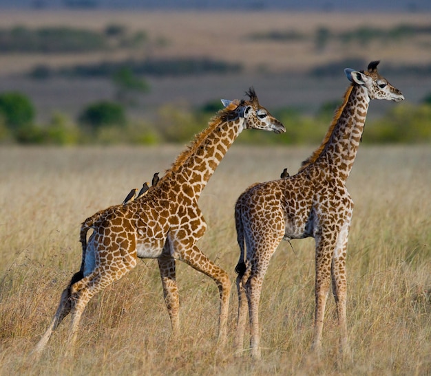 Two baby giraffe in savanna.