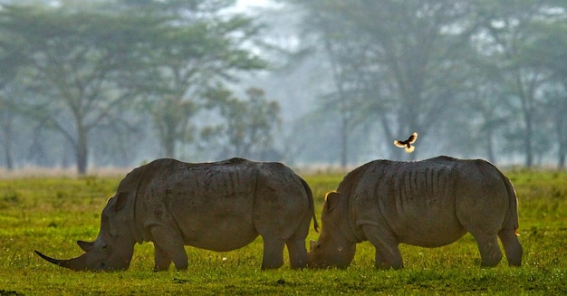 Two backlit rhinos graze in Nakuru National Park with a beautiful background