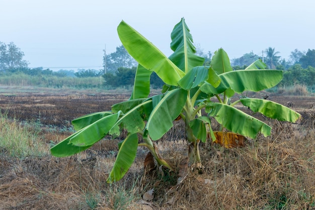 Two Banana trees in the garden Natural Background