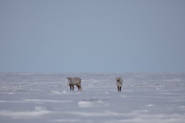 Due caribù aridi trovati nella neve primaverile