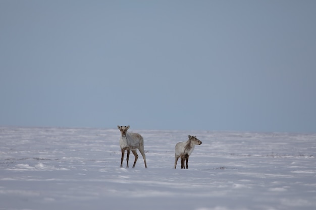 Two barren ground caribou found in spring snow