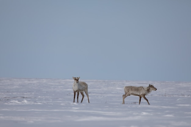 Two barren ground caribou found in spring snow