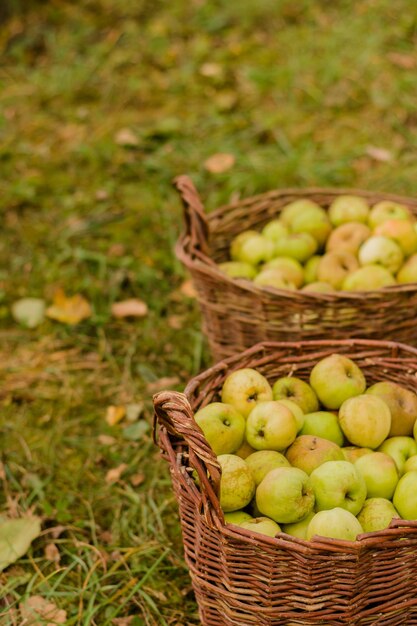 two baskets of apples with the words  apples  on them