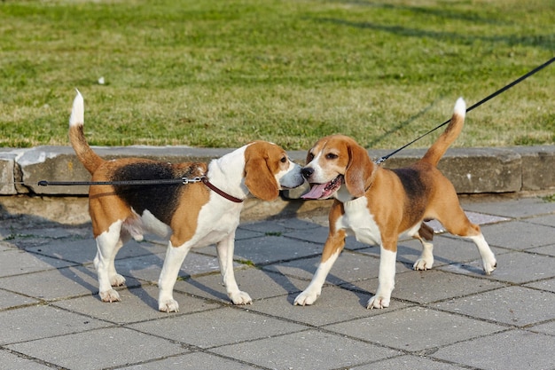 Two beagle dogs met and sniffing each other