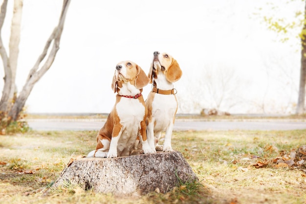 Two beagle dogs sitting on a tree stump