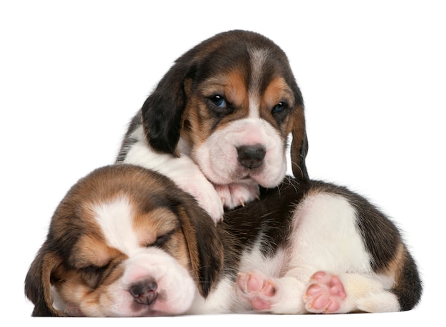 Two Beagle Puppies, 1 month old, 