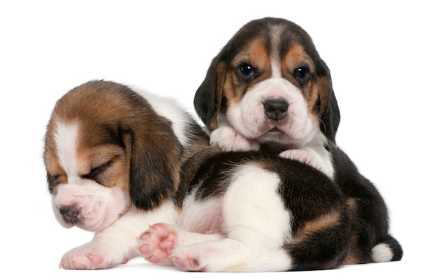 Two Beagle Puppies, 1 month old, 