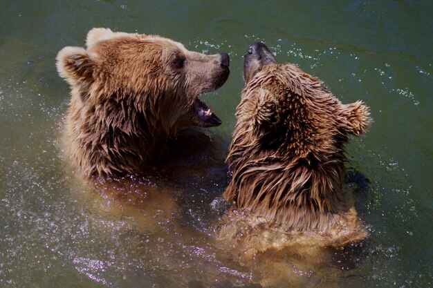 写真 水の中の2匹のクマ