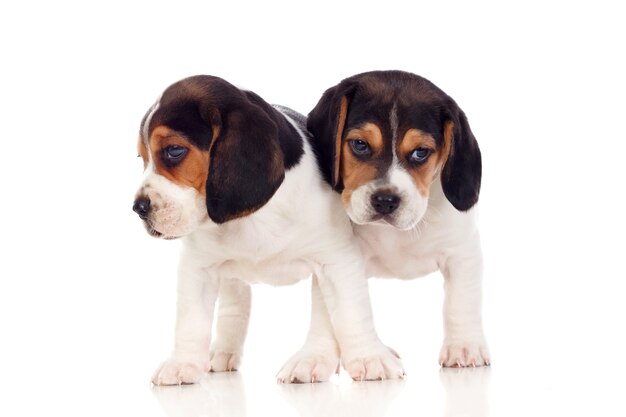 Two beautiful beagle puppies