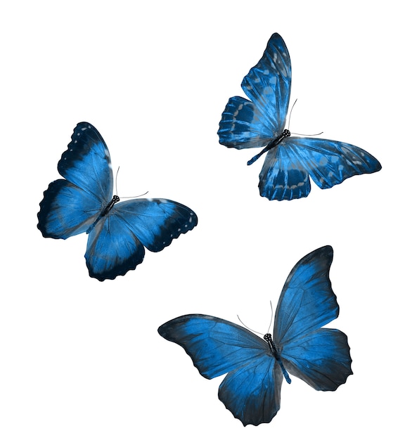 Foto due bellissime farfalle tropicali blu isolate su uno sfondo bianco. falene per il design