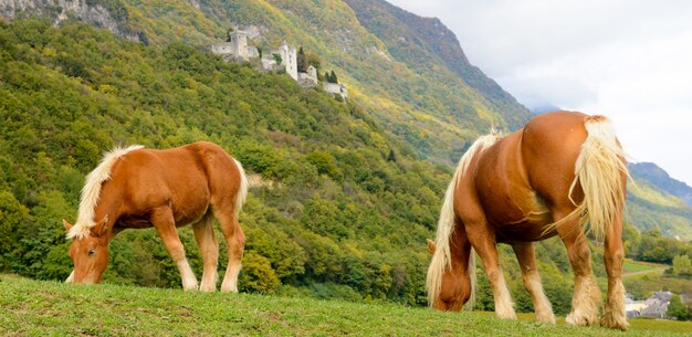 Two beautiful brown horses at the base of the mountain