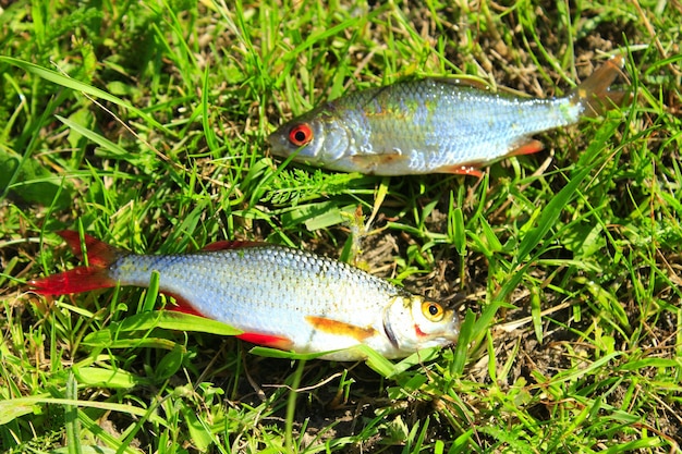 two beautiful caught ruddes laying on the grass