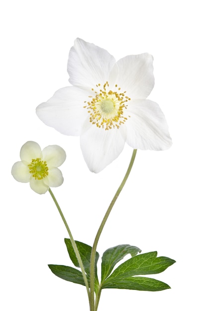 Two beautiful delicate flowers isolated on white background