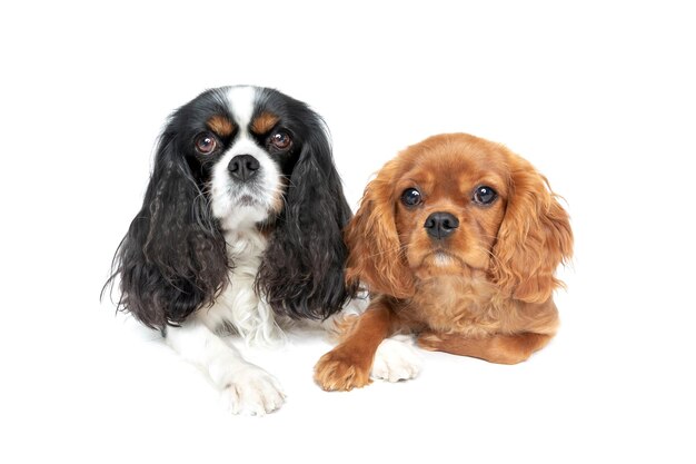 Two beautiful dogs with crossed paws isolated on white background