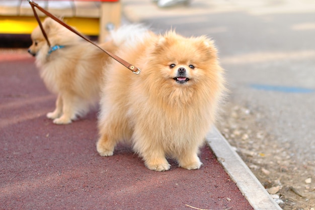 屋外散歩でスピッツ品種の鎖の2つの美しいふわふわ犬子犬