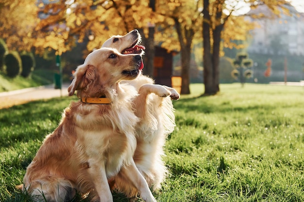 2匹の美しいゴールデンレトリバー犬が一緒に公園で屋外散歩をしています