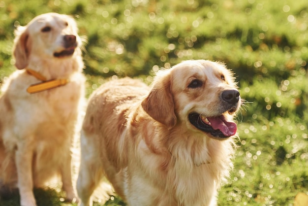 2匹の美しいゴールデンレトリバー犬が一緒に公園で屋外散歩をしています