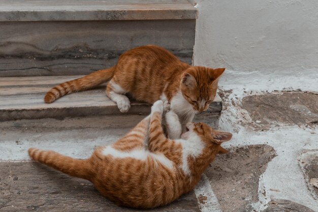 写真 ギリシャのパロスで遊んでいる2匹の美しいギリシャの子猫