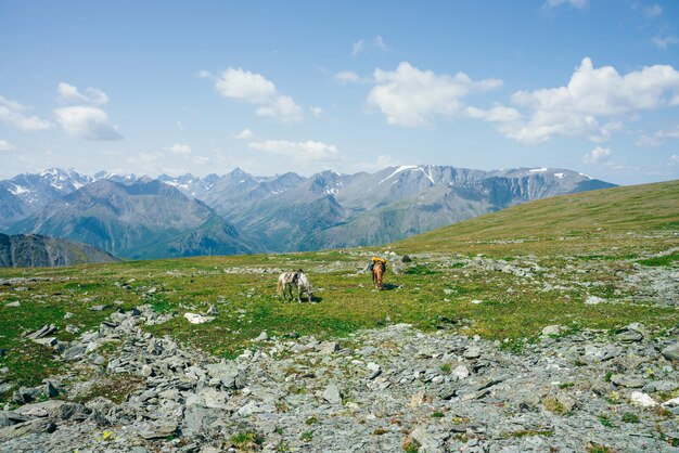 Two beautiful horses is grazing on green alpine meadow among big snowy mountains. Wonderful scenic landscape of highland nature with horses. Vivid mountain scenery with pack horses and giant glaciers.