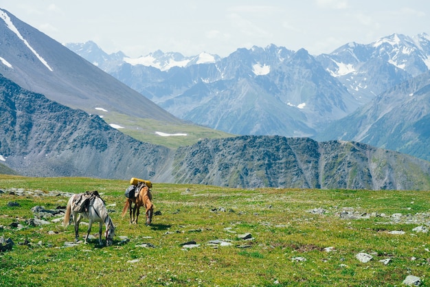 Two beautiful horses is grazing on green alpine meadow among big snowy mountains.