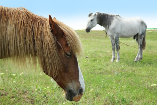 牧草地の2頭の美しい馬、クローズアップ